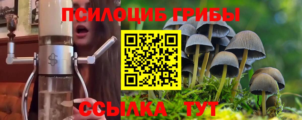 Михайловка  Псилоцибиновые грибы Cubensis  Вход с VPN  Галлюциногенные грибы Cubensis 